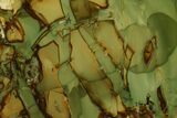 Polished Slab of Morrisonite Jasper - Oregon #184761-1